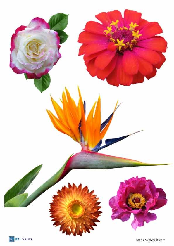 free printable flower photos 2