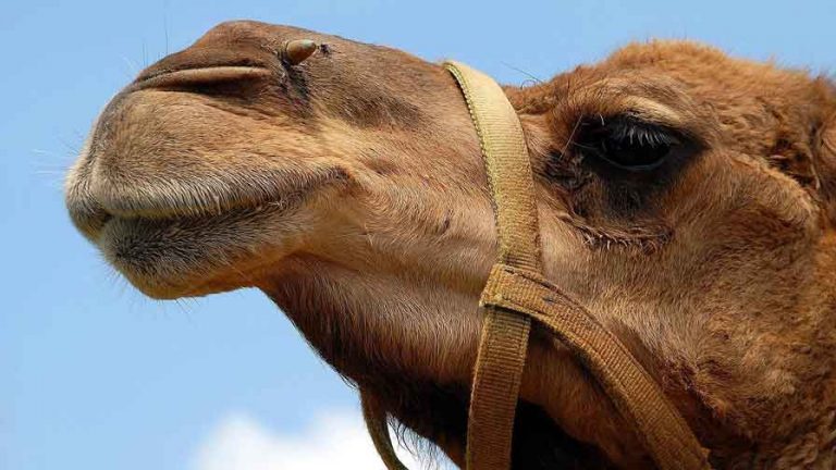funny camel face close up
