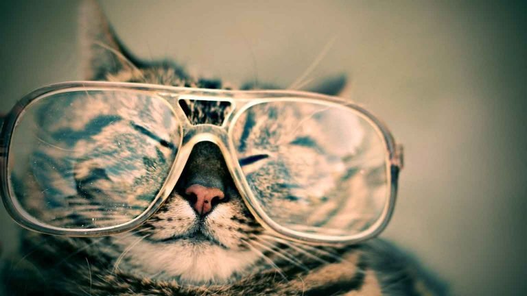 funny cat with glasses