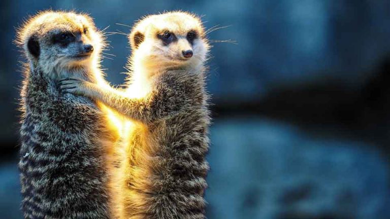 funny merkats