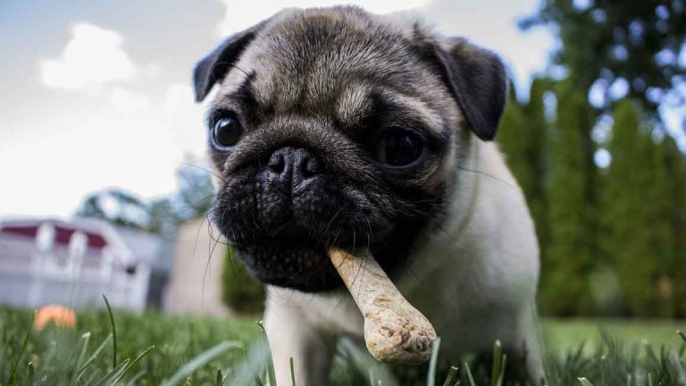 funny puppy with a bone