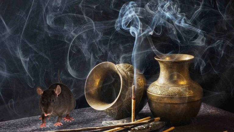 rat on a table with incense