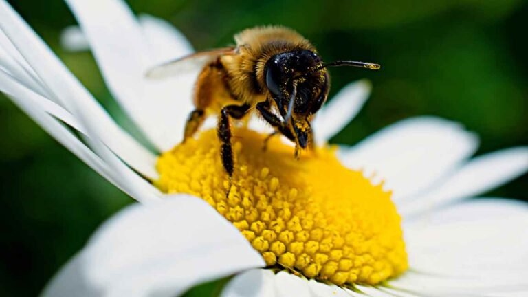 a bee on a flower