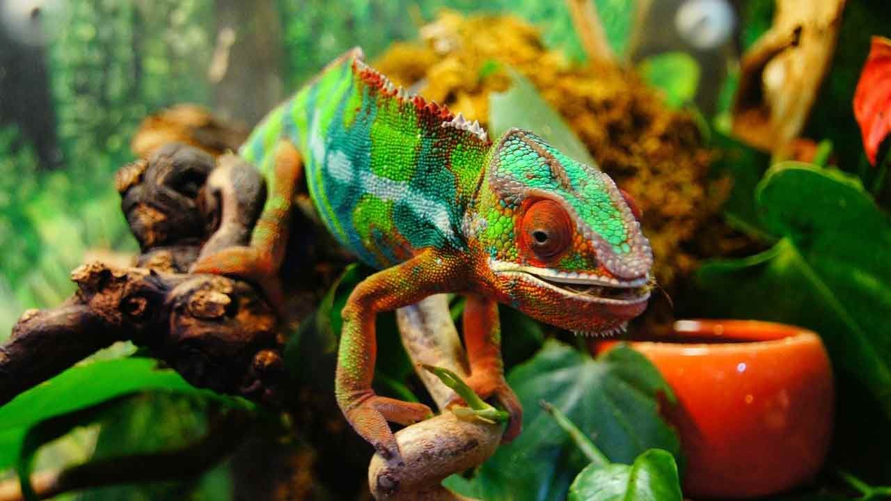 25 interesting reptile conversation questions ESL Vault