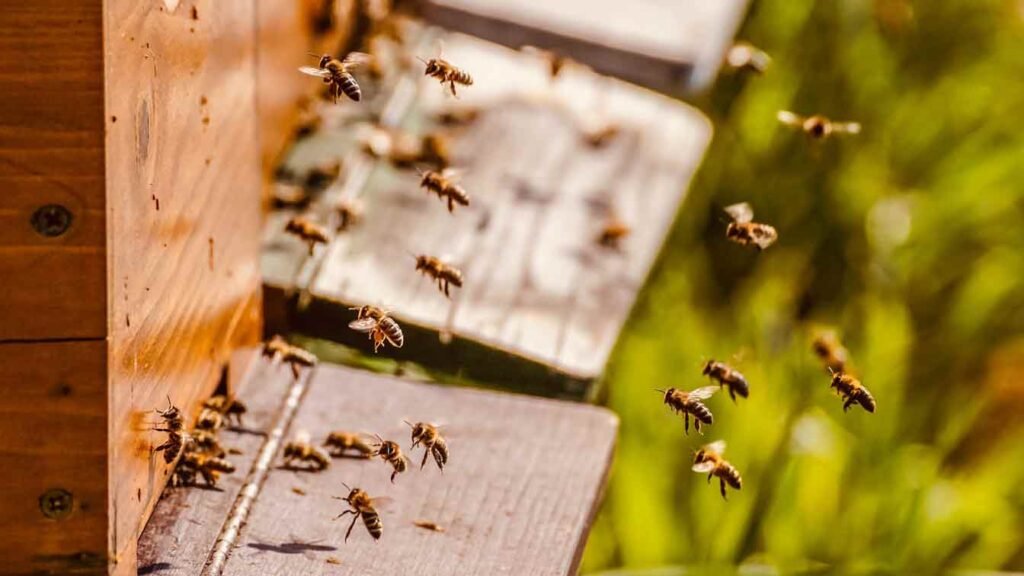 bees around a beehive box