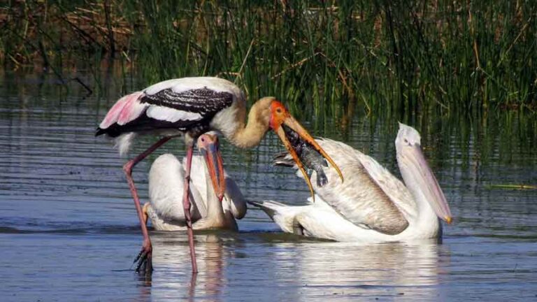 bird catching fish
