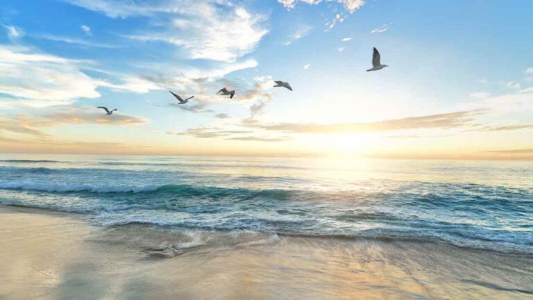 birds flying over a beach