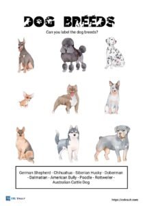 dog breeds worksheet
