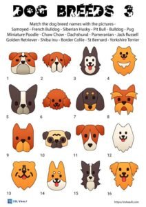 9 dog breeds worksheet