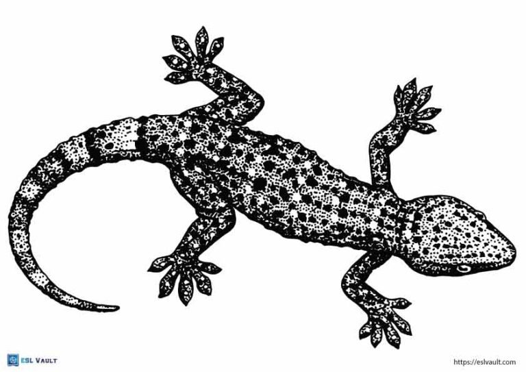 gecko lizard coloring page
