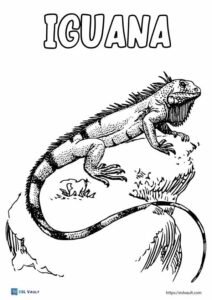 iguana on a rock coloring page
