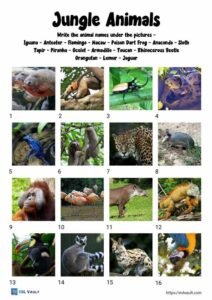 jungle animals worksheet