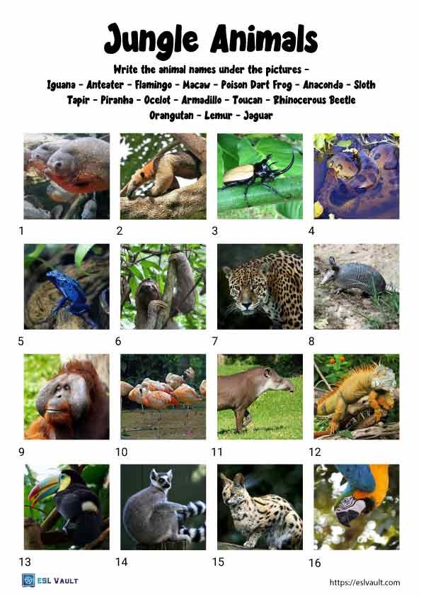 jungle animals worksheet
