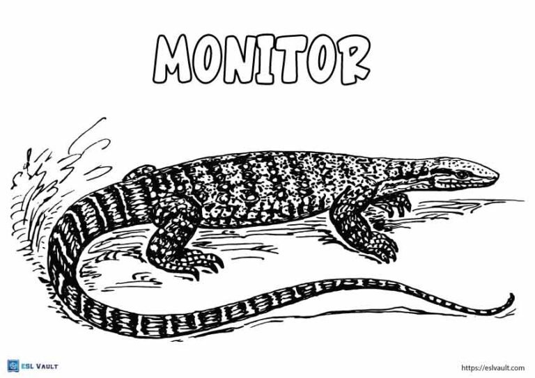 monitor lizard coloring page
