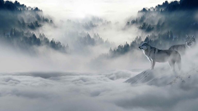 wolves in a winer landscape
