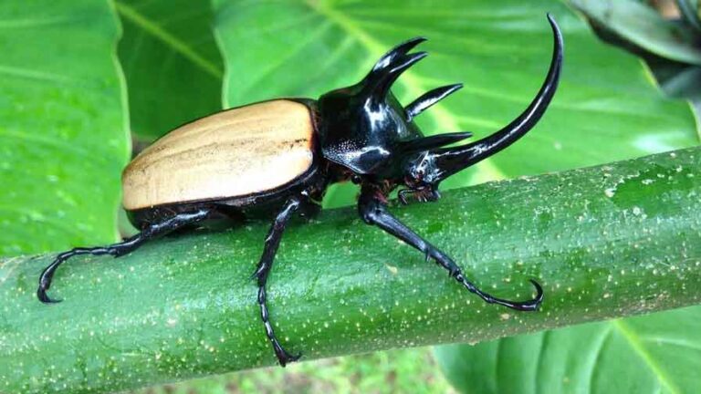 a big beetle for b tongue twisters