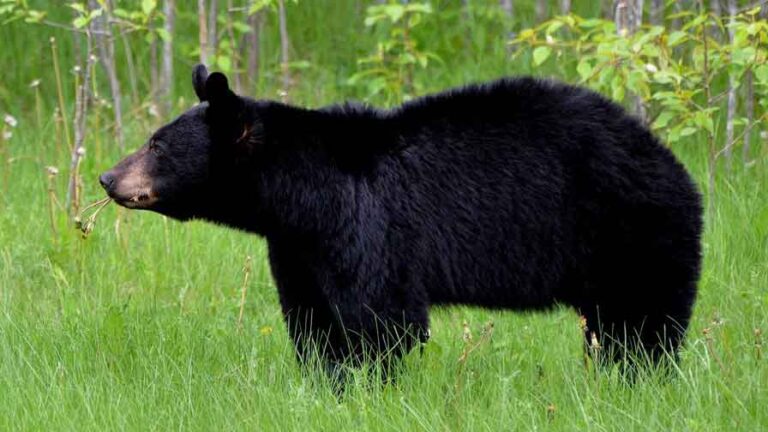 a black bear for b tongue twisters