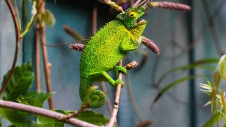a chameleon reptile