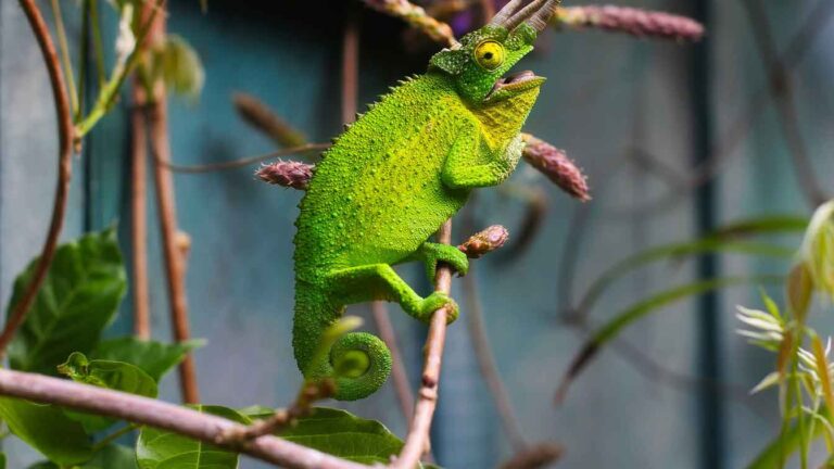 a chameleon reptile