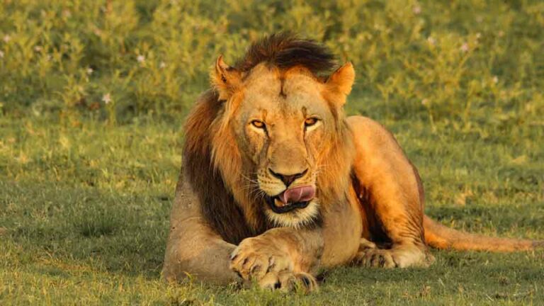 a lion licking its lips