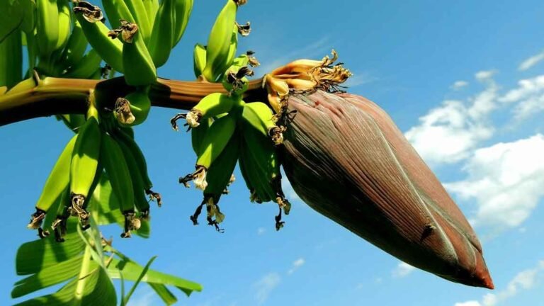 banana tree and flower