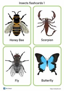 insects flashcards 1