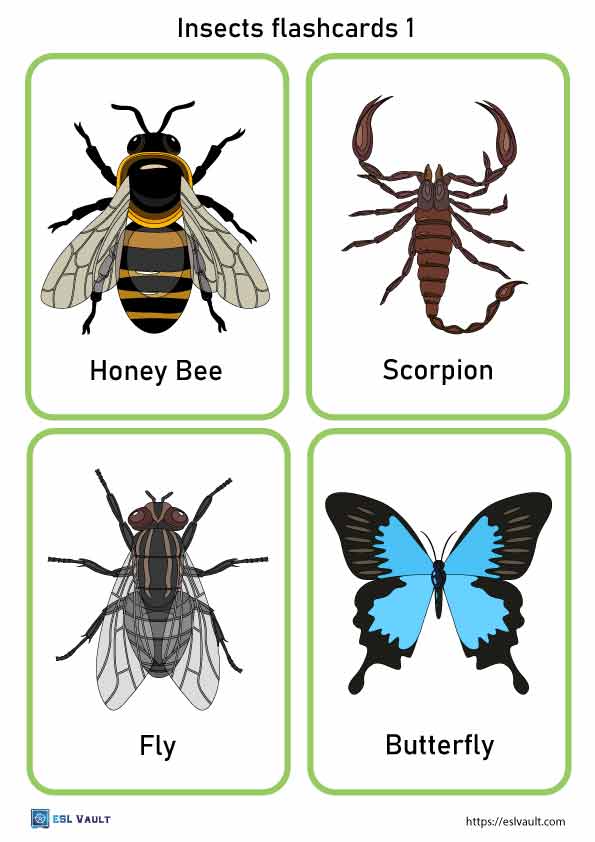 insects flashcards 1