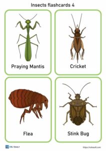 24 Free Printable PDF Insects Flashcards - ESL Vault