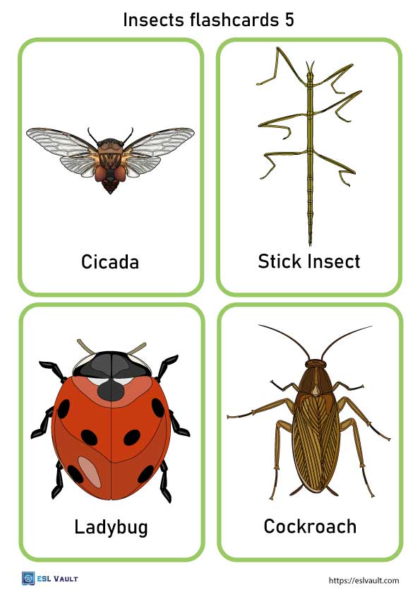 24 free printable PDF insects flashcards - ESL Vault