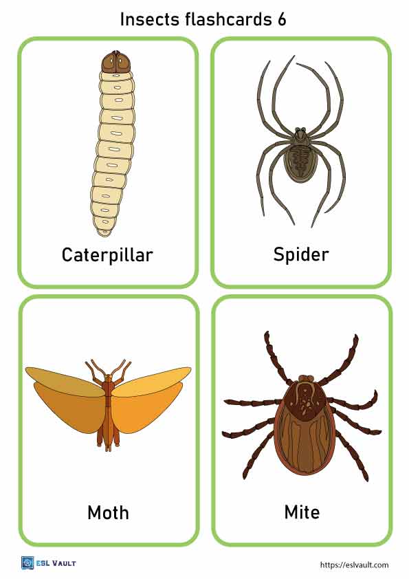 24 free printable PDF insects flashcards - ESL Vault