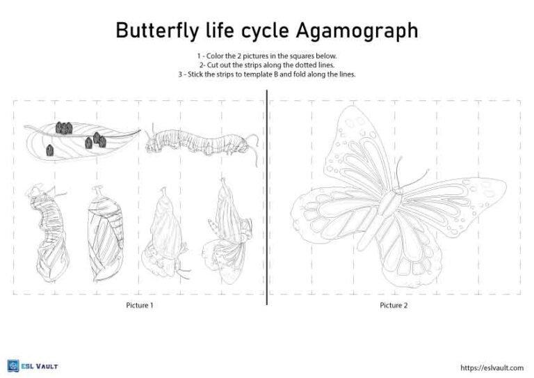 life cycle agamograph template