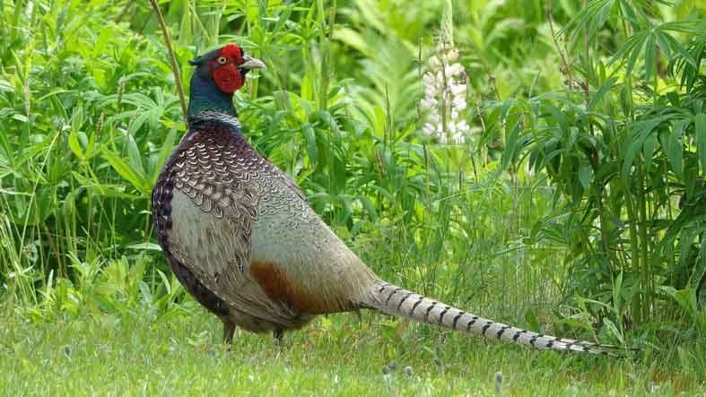 ring necked pheasant