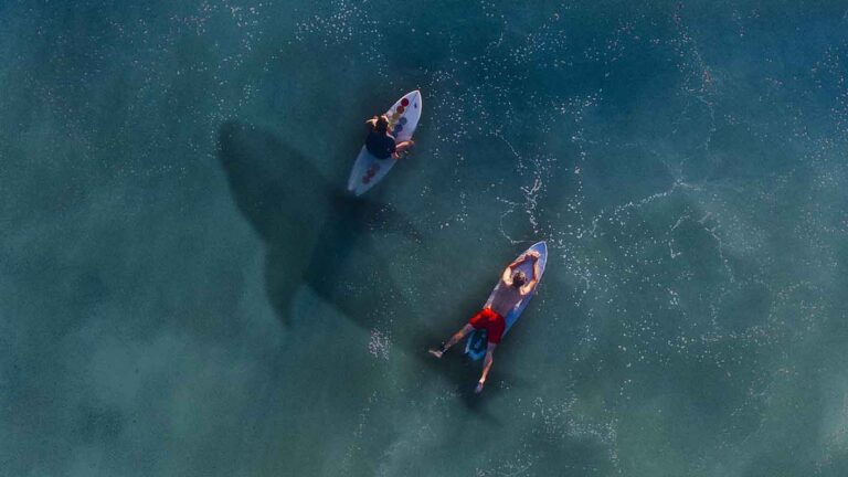 shark shadow under surfers