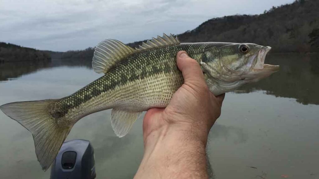 spotted bass