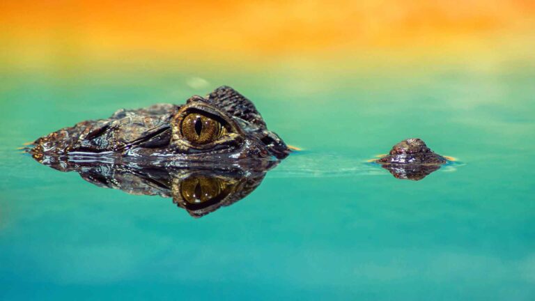 submerged crocodile reptile