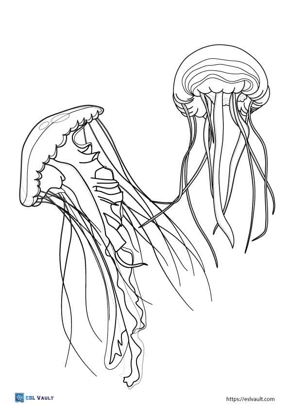 adult jellyfish coloring page