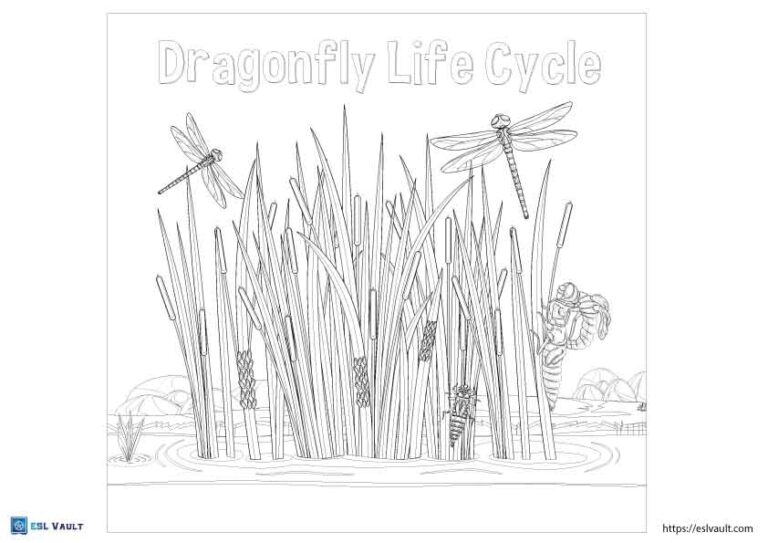 dragonfly life cycle coloring page 2