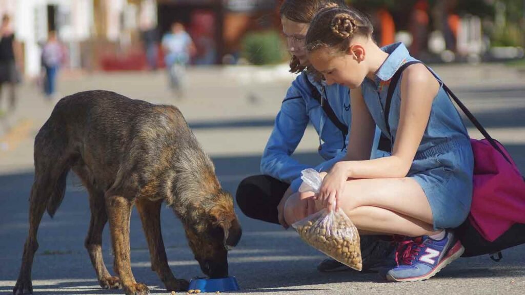 feeding dog charity
