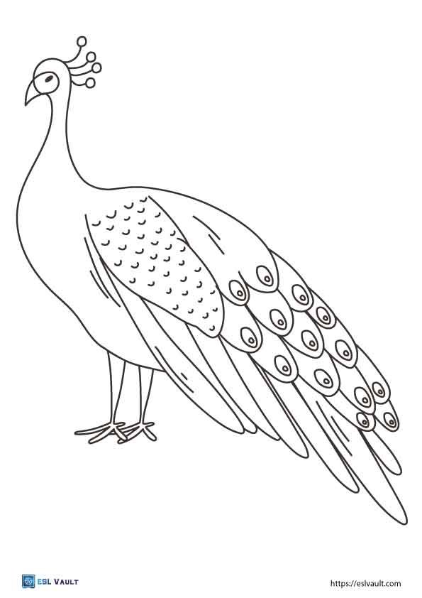 peacock coloring pages easy