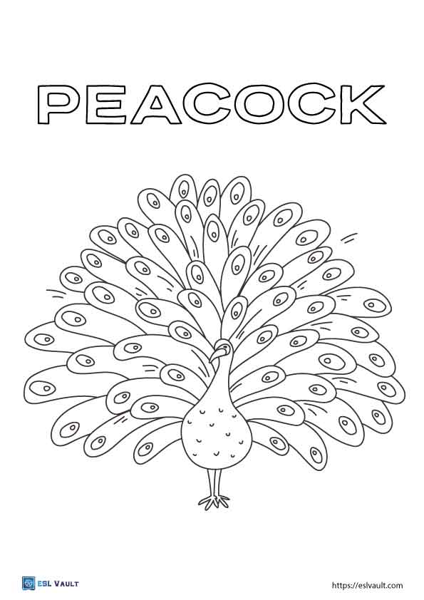 peacock coloring pages for kids