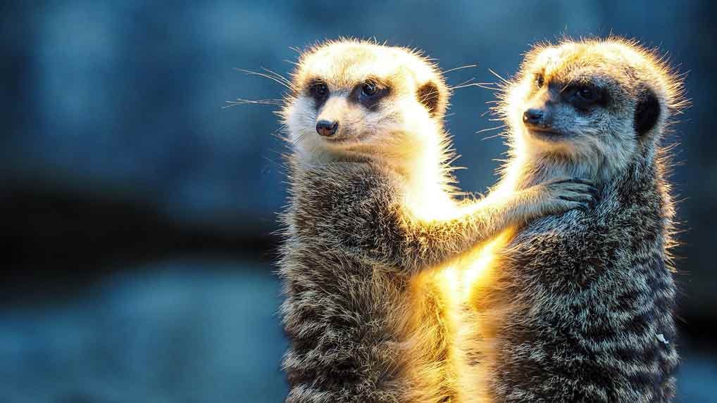 two meerkats in sunlight