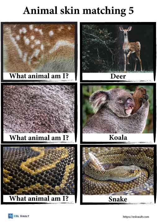 animal skin matching game 5
