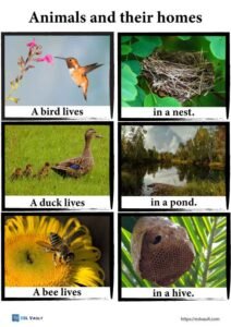 animals and their homes