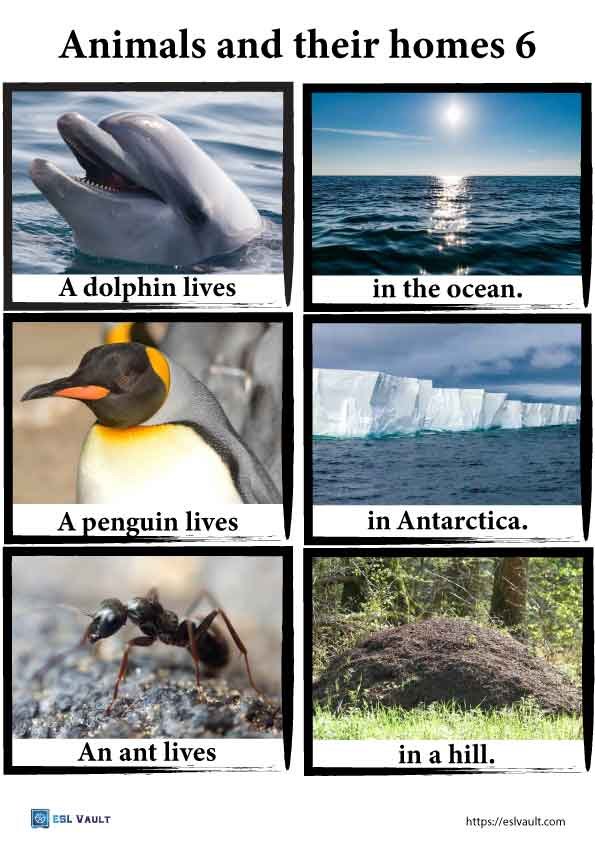 animals and their homes pictures pdf