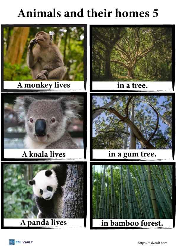 animals and their homes printables