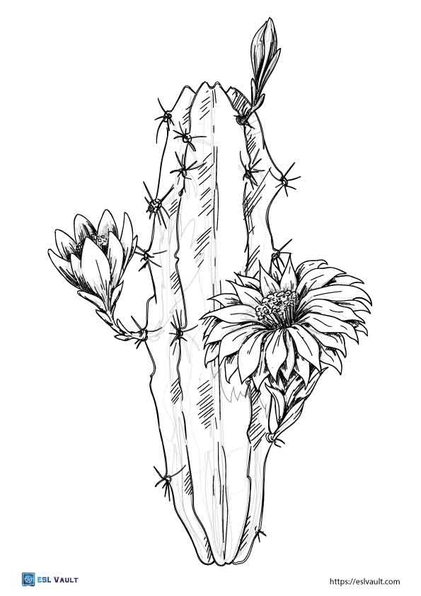 blooming cactus coloring page