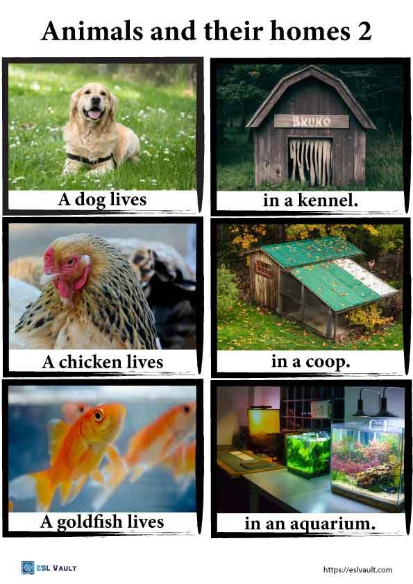 domestic animals and their homes pictures