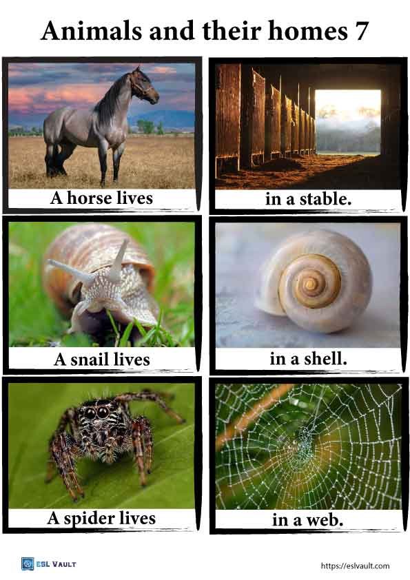 pictures of animals and their homes