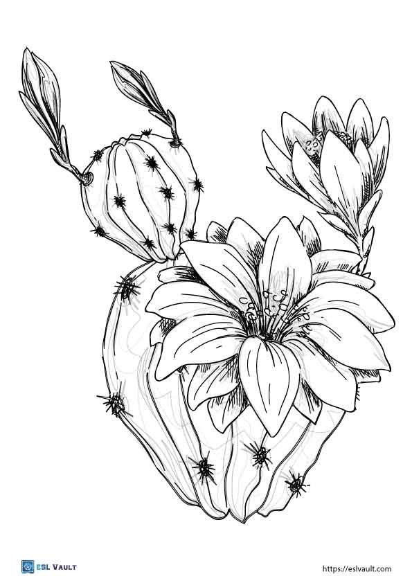 realistic cactus coloring page