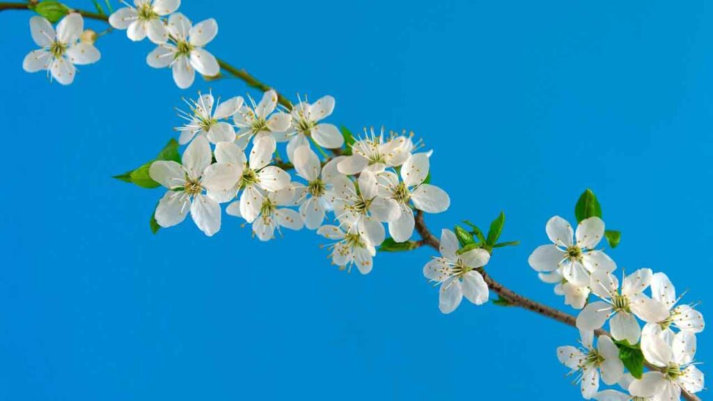 spring cherry blossoms